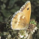 hedgebrownfemale2rest