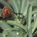hedgebrowninsectplant1