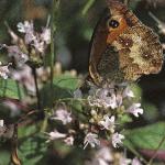 hedgebrowninsectplant2