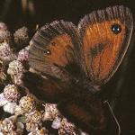 hedgebrownmalefly