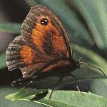 hedgebrownmale1rest