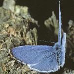 hollybluemalefly