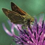 largeskipperinsectonplant1