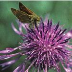 largeskipperinsectonplant2