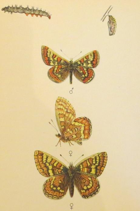 marshfritillarybutterfliessandars