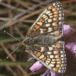 marshfritillaryfemalefly