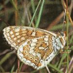 marshfritillaryfemalerest