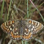 marshfritillarymalefly