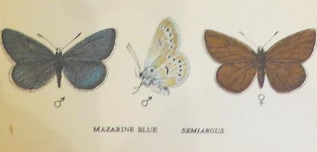 mazarinebluebutterfliessandars