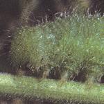 meadowbrowncaterpillar2