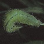 meadowbrowncaterpillar3