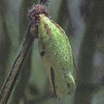 meadowbrownchrysalis1