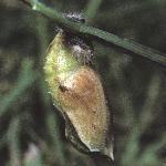 meadowbrownchrysalis2