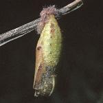 meadowbrownchrysalis3