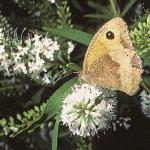 meadowbrowninsectplant