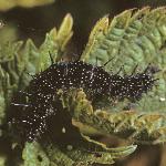 peacockcater