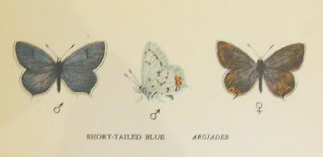 shorttailedbluebutterfliessandars