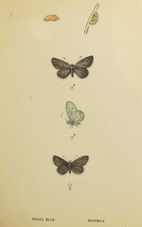 smallbluebutterfliessandars