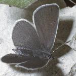 smallbluefemalefly