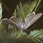 smallbluemalefly1