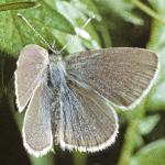 smallbluemalefly2