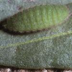 smallcoppercaterpillar