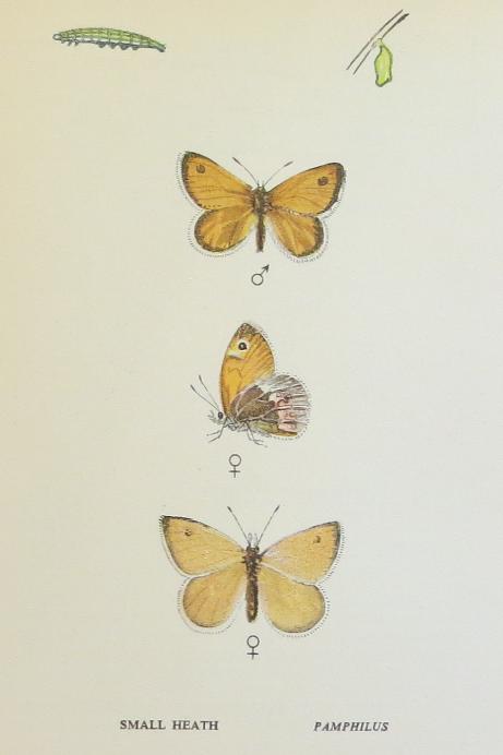 smallheathbutterfliessandars