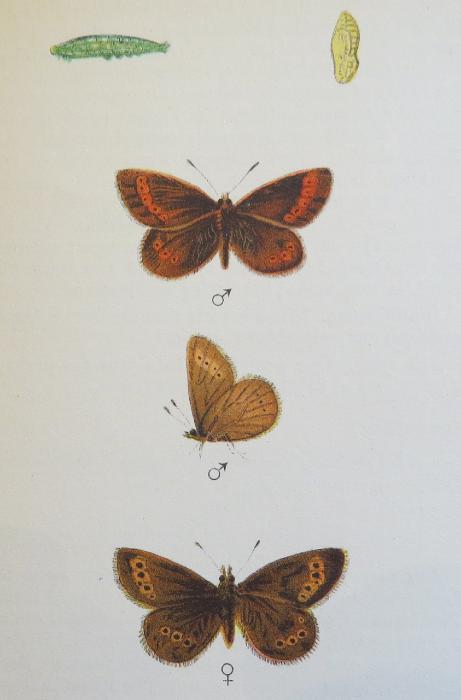 smallmountainringletbutterfliessandars