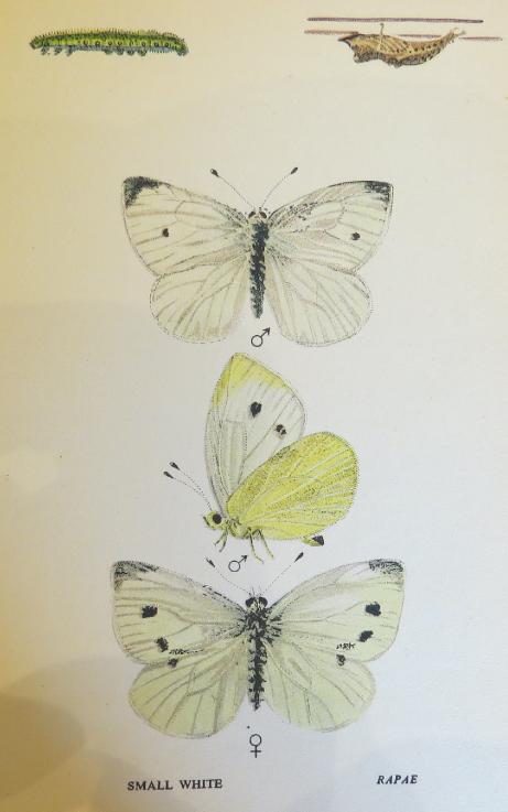 smallwhitebutterfliessandars