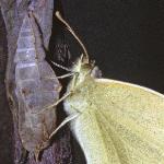 smallwhitechrysalis
