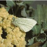 smallwhiteinsectplant1