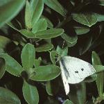 smallwhiteinsectplant2