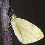 smallwhiteinsectrest1