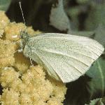 smallwhiteinsectrest2
