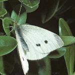 smallwhiteinsectrest3