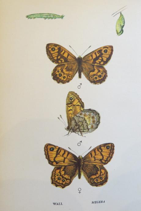 wallbutterfliessandars