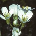 falpineflorockcress