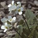 falpineflosrockcress
