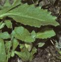 falpinefolrockcress