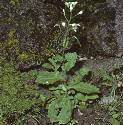 falpineforrockcress