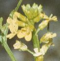 famericanflolandcress