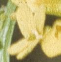 famericanflotlandcress