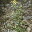 famericanforlandcress