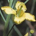 fbargemansflocabbage