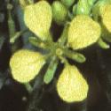 fblackflomustard