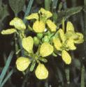 fblackflosmustard