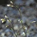 fbristolflosrockcress