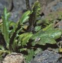 fbristolfoltrockcress