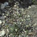 fbristolforrockcress
