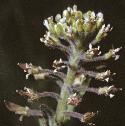 fcommonflopepperwort